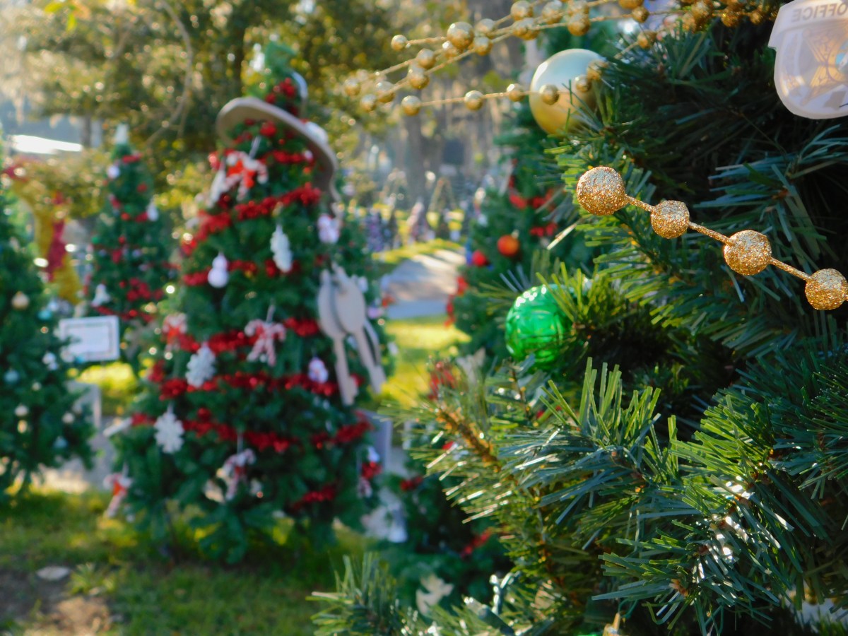 A Walk Through the Parade of&nbsp;Trees